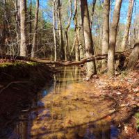 Woods Rd. Tract images 6