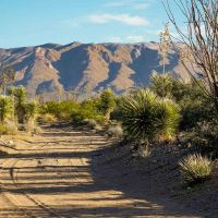 Chinati Ranch
