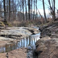 Lake Area Timber Tract