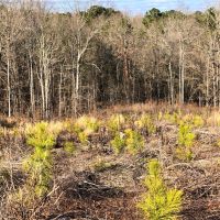 Lake Area Timber Tract images 3