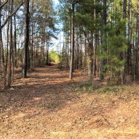 Lake Area Timber Tract images 5