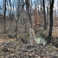 Lake Area Timber Tract images 6