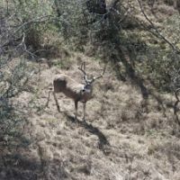 Real Outfitters Daily Hunting Packages- Central Texas