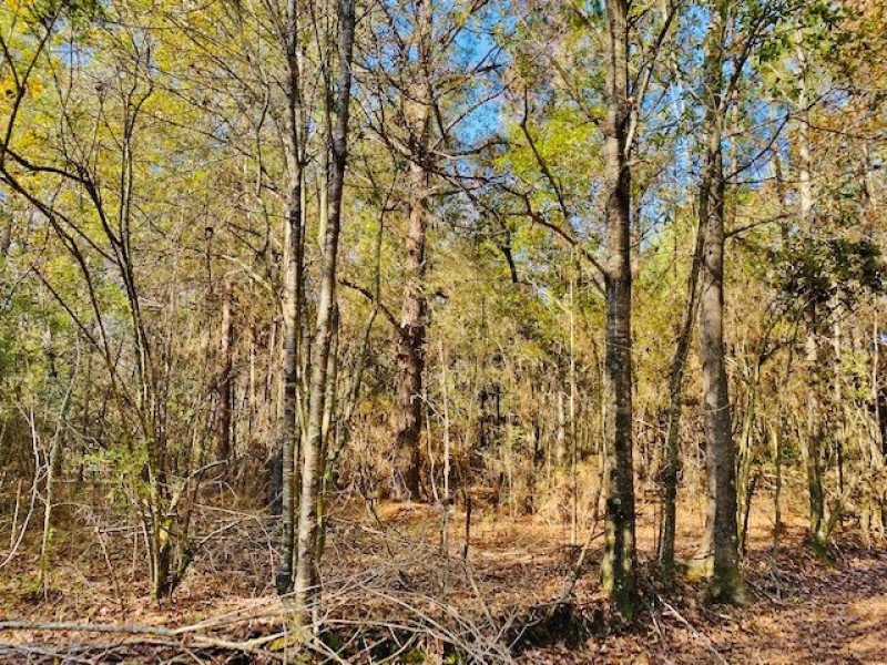 34 Acres Chance Morris Cutoff Road and Hwy 48  Walthall County  MS featured image