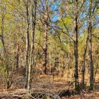 34 Acres Chance Morris Cutoff Road and Hwy 48  Walthall County  MS