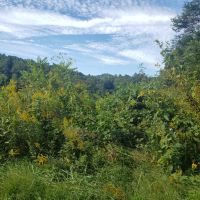 67 Unrestricted Acres with Mountain Views images 3