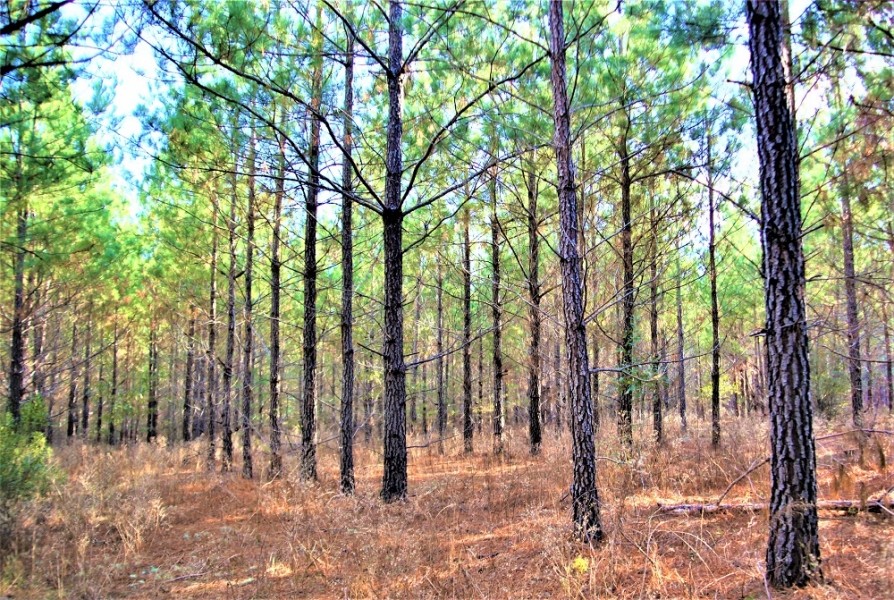 Diverse Recreational Property featured image