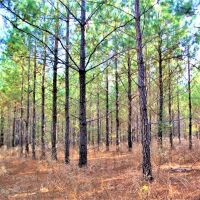 Diverse Recreational Property