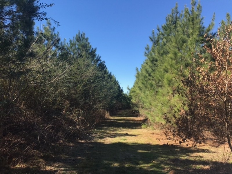 414 Acres SW MS Timberland Investment Hunting Land for Sale featured image