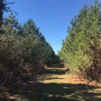 414 Acres SW MS Timberland Investment Hunting Land for Sale