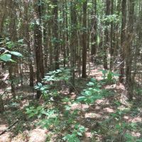 414 Acres SW MS Timberland Investment Hunting Land for Sale images 2