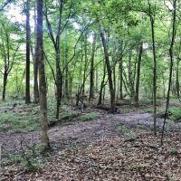 414 Acres SW MS Timberland Investment Hunting Land for Sale images 4