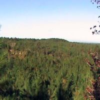 414 Acres SW MS Timberland Investment Hunting Land for Sale images 5