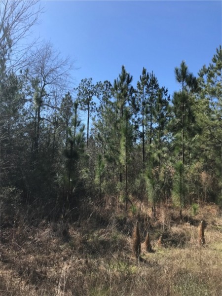 15 Acres in Forrest County in Hattiesburg  MS featured image