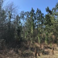 15 Acres in Forrest County in Hattiesburg  MS