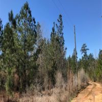 15 Acres in Forrest County in Hattiesburg  MS images 2