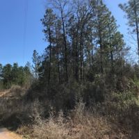 15 Acres in Forrest County in Hattiesburg  MS images 3