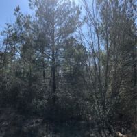 15 Acres in Forrest County in Hattiesburg  MS images 5
