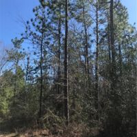 15 Acres in Forrest County in Hattiesburg  MS images 6