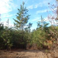 37.4 Ac on Topisaw Creek images 5