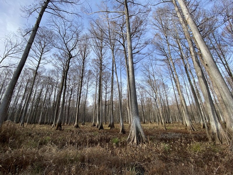 3400 Acres at Walker Farms in Montgomery County in Kilmichael  MS featured image