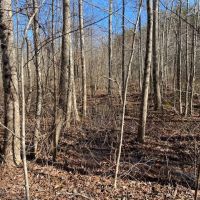 39  acres Unrestricted Usable Property images 4