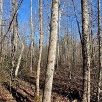 39  acres Unrestricted Usable Property images 5