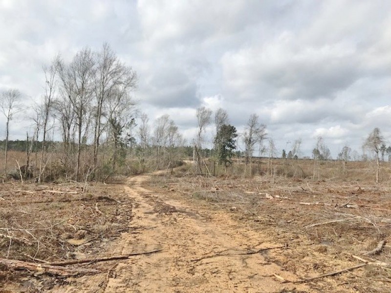 86 acres Hunting and Timberland Property in Pike County  MS featured image
