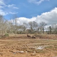 86 acres Hunting and Timberland Property in Pike County  MS images 6