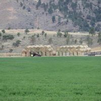 Rea Dana Point Farm images 3