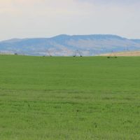 Rea Dana Point Farm images 4