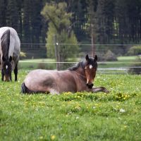 Bear Creek Valley Ranch images 6