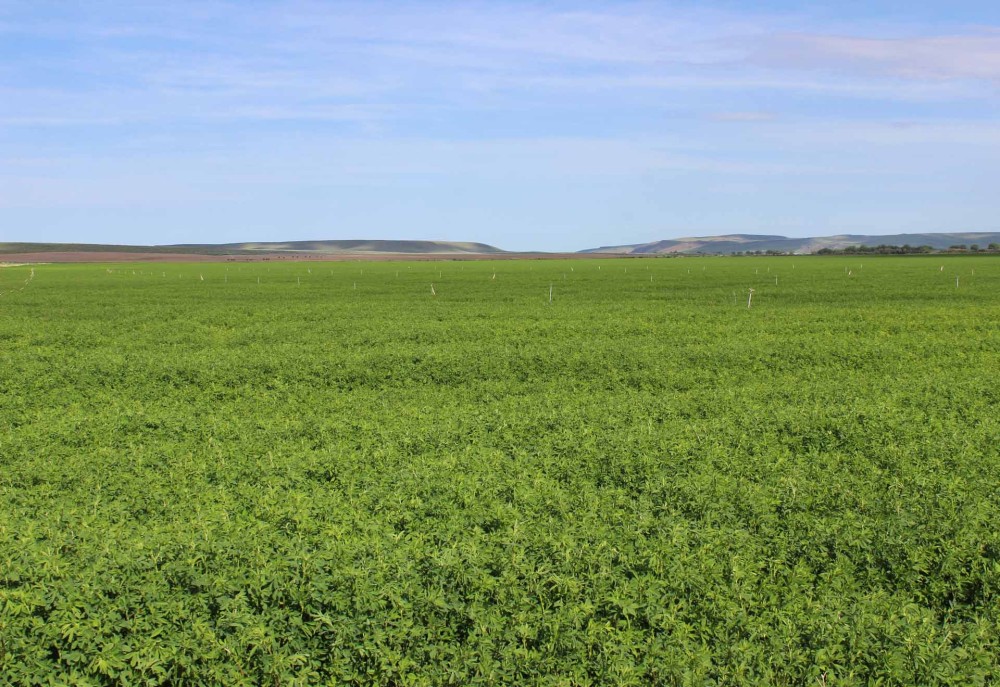 Obendorf Ranch featured image