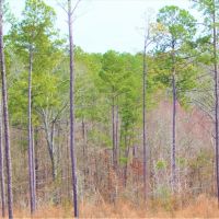 Great Homesite with Power Access images 2