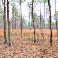 Great Homesite with Power Access images 3