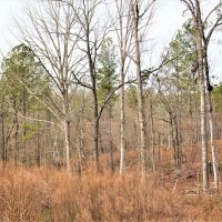Great Homesite with Power Access images 4