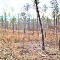 Great Homesite with Power Access images 5
