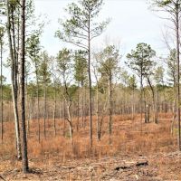 Great Homesite with Power Access images 6