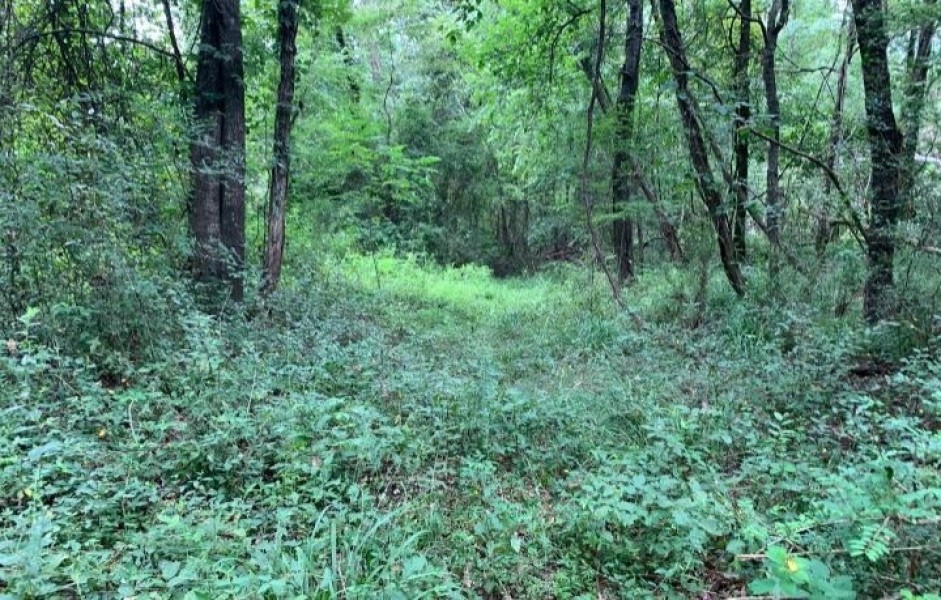 47.8 Acres in Jefferson County in Fayette  MS featured image