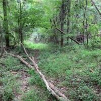 47.8 Acres in Jefferson County in Fayette  MS images 3