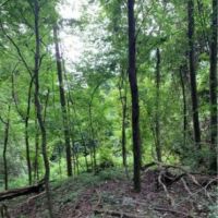 47.8 Acres in Jefferson County in Fayette  MS images 5