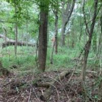 47.8 Acres in Jefferson County in Fayette  MS images 6