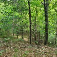 23.4 Acres in Franklin County in Bude  MS images 6