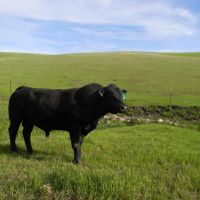 High Desert Ranch images 2