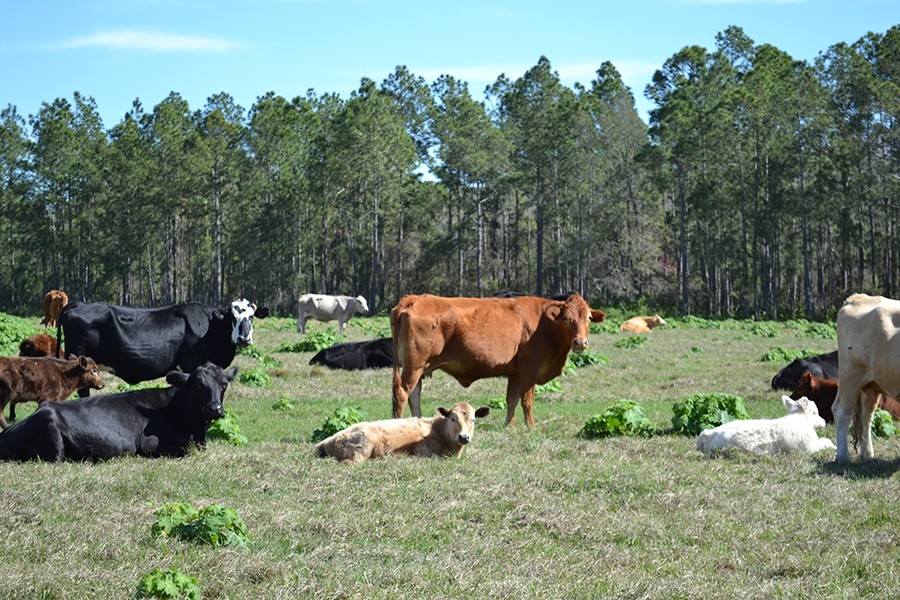 Clermont Ranch and Recreational Tract featured image