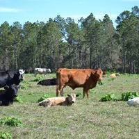 Clermont Ranch and Recreational Tract