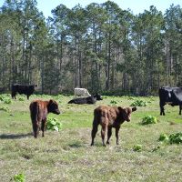 Clermont Ranch and Recreational Tract images 3