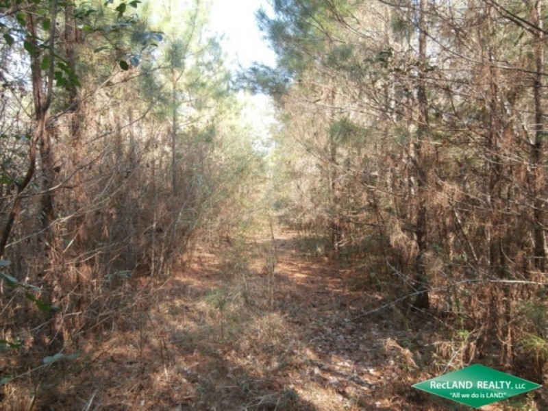 71.9 ac - Timberland for Recreation or Home Site near Nat l. Forest featured image