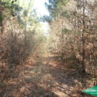 71.9 ac - Timberland for Recreation or Home Site near Nat l. Forest