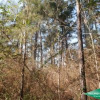71.9 ac - Timberland for Recreation or Home Site near Nat l. Forest images 2